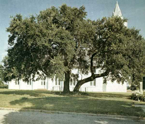 Panna Maria Oaks